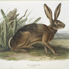 Lepus californicus, Californian Hare. Natural size.