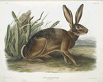 Lepus californicus, Californian Hare. Natural size.