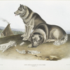 Canis familiaris, Esquimaux Dog.