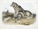 Canis familiaris, Esquimaux Dog.