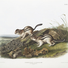 Spermophilus lateralis, Say's Marmot Squirrel. Natural size.