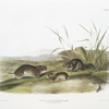 Arvicola xanthognathus, Yellow cheeked Meadow Mouse. Natural size.