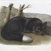 Vulpes fulvus, American Black, or Silver Fox.