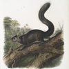 Sciurus nigrenscens, Dusky Sqiurrel. Male. Natural size.