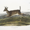Cervus leucurus, Long-tailed Deer. Male.