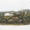 Myodes Hudsonius, Hudson Bay Lemming. Natural size.