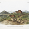 Fig. 1. Georychus helvolus, Tawny Lemming. Natural size ; Fig. 2. Georychus trimucronatus, Back's Lemming. Natural size.