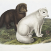 Vulpes lagopus, Arctic Fox. Winter & Summer pelage.