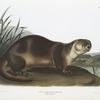 Lutra Canadensis, Canada Otter. Male.