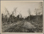 New road at the Wilson Cedar Forest Project near Lebanon, Tennessee.