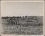 Gully control in Coalins [i.e. Coraline] Forest and Game Reservation, between Tennessee and Cumberland river, in Kentucky.