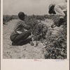 Berry pickers. Southern New Jersey. These pickers are Negroes brought in by truck from Delaware