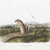 Spermophilus Mexicanus, Mexican Marmot Squirrel. Male. Natural size.