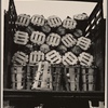 New Jersey cabbages packed for market, near Hammonton, New Jersey