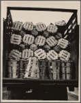 New Jersey cabbages packed for market, near Hammonton, New Jersey