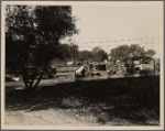 Migrant camp on the outskirts of Sacramento on the American River. Approximately 30 families lived in this camp in November 1936