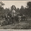 Mule team hauling logs. Tennessee.