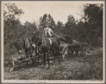 Mule team hauling logs. Tennessee.