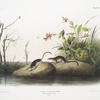 Sorex palustris, American Marsh Shrew. Males. Natural size.