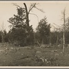 Cedar rail fence at Wilson Cedar Forest Project near Lebanon, Tennessee.