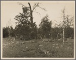 Cedar rail fence at Wilson Cedar Forest Project near Lebanon, Tennessee.