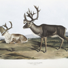 Tarandus furcifer, Caribou, or American Rein Deer. Males. 1. Summer pelage, 2. Winter pelage.
