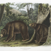 Ursus Americanus, var. Cinnamonum, Cinnamon Bear. Male & female.
