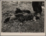 Six month old pigs that died of starvation. Ed. A. Scheer farm near Mapleton, Iowa. He had 15 pigs, 14 of which starved. Man's feet show relative size of pigs