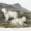 Capra Americana, Rocky Mountain Goat. Male & female.