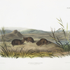 Arvicola borealis, Northern Meadow-Mouse. Natural size.