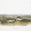 Dipodomys Phillipsii, Pouched Jerboa Mouse. Males. Natural size.