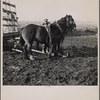 Tip Estes hitching horses to a wagon. Near Fowler, Indiana