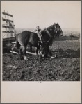 Tip Estes hitching horses to a wagon. Near Fowler, Indiana