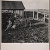 One of Tip Estes' sons feeds the hogs twice a day. Near Fowler, Indiana