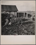 One of Tip Estes' sons feeds the hogs twice a day. Near Fowler, Indiana