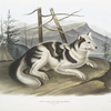 Canis familiaris, Hare-Indian Dog. Male.