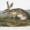 Lepus Texianus, Texian Hare. Male. Natural size.