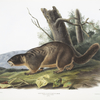 Arctomys flaviventer, Yellow-bellied Marmot. Male. Natural size.