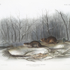 Arvicola richardsonii, Richardson's Meadow Mouse. Natural size.