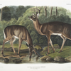 Cervus Virginianus, Common or Virginian Deer. Old male & female.
