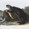 Enhydra marina, Sea Otter. Young male.
