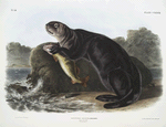 Enhydra marina, Sea Otter. Young male.