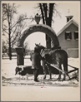 Watering trough, Lancaster, New Hampshire