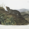 Spermophilus macrourus,  Large-tailed Spermophile. Male. Natural size.