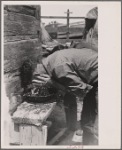 Sheepshearer washing for lunch, Rosebud County, Montana