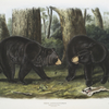 Ursus Americanus, American Black Bear. Male & female.
