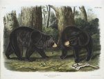 Ursus Americanus, American Black Bear. Male & female.