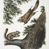 1. Pteromys sabrinus, Severn River Flying Squirrel; 2. Pteromys alpinus, Rocky Mountain Squirrel.