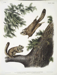 1. Pteromys sabrinus, Severn River Flying Squirrel; 2. Pteromys alpinus, Rocky Mountain Squirrel.