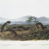 1. Arvicola Townsendii, Townsend's Arvicola; 2. Arvicola nasuta, Sharp-nosed Arvicola. Natural size. 3. Mus riparius, Bank Rat. Natural size.
